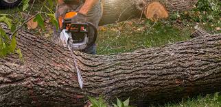 How Our Tree Care Process Works  in  Brooklyn Park, MN